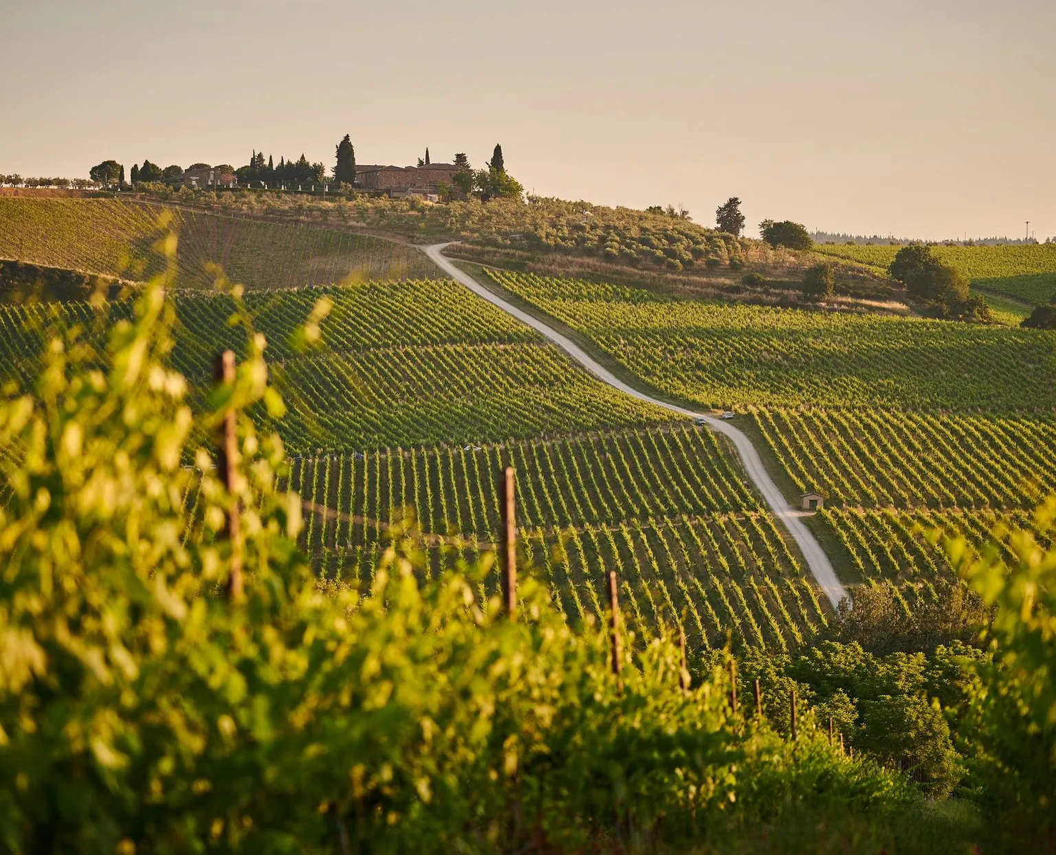 Vine-covered hillsides at sunset, a white track climbing towards a house ringed with cypress trees