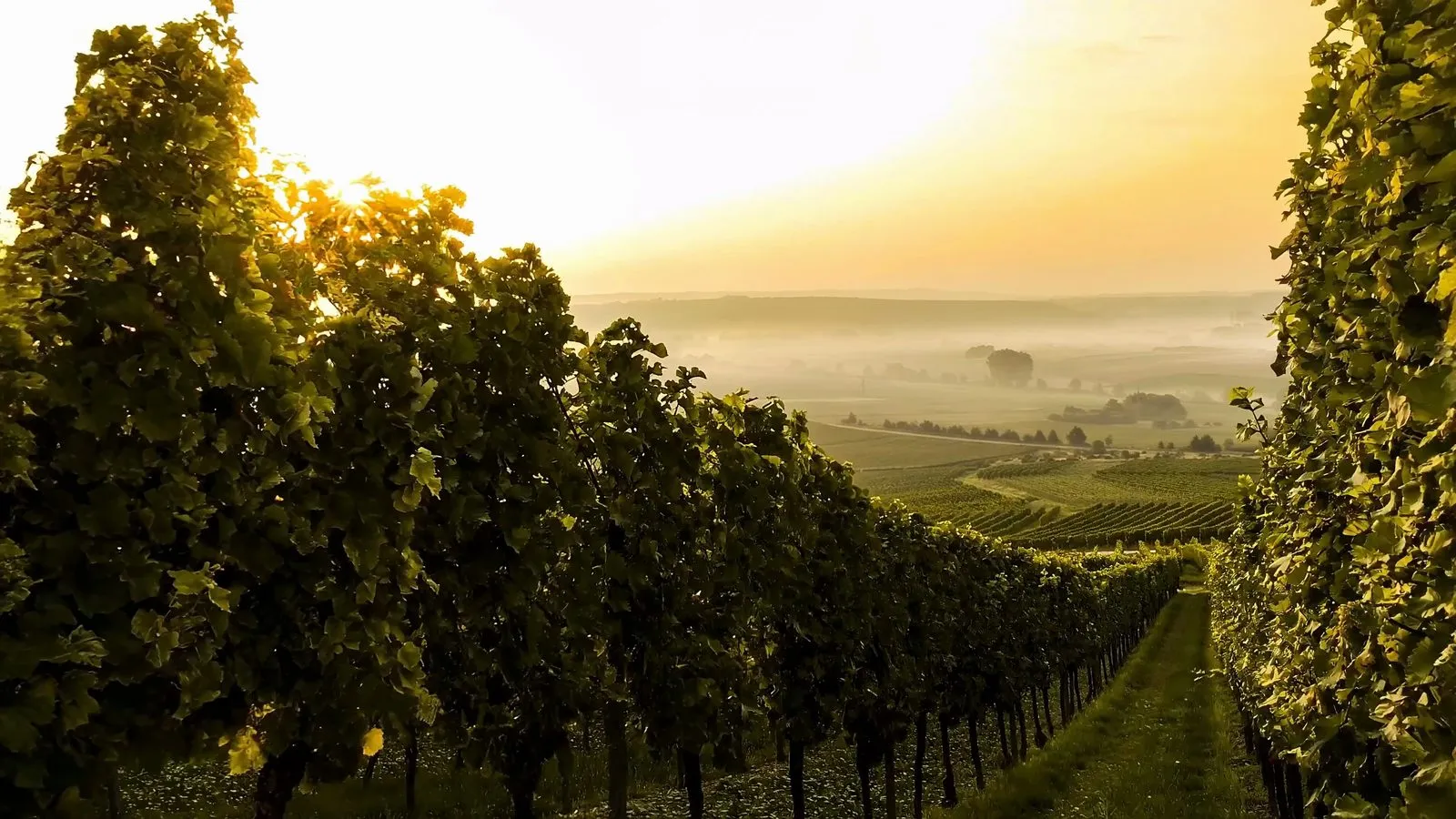 The Champagne vineyards in the mist at dawn